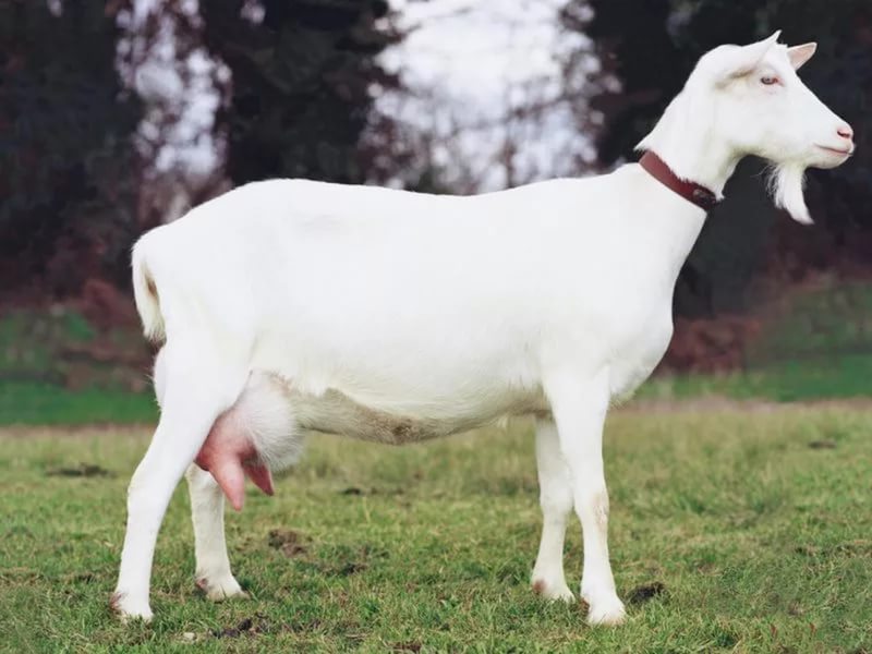 Мастит у козы: виды, как лечить