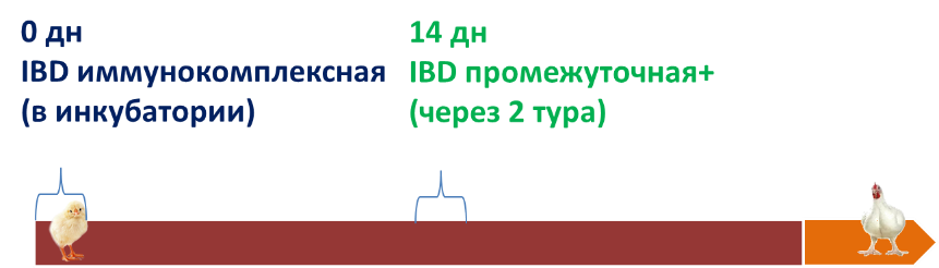 бурса у птиц что это. Смотреть фото бурса у птиц что это. Смотреть картинку бурса у птиц что это. Картинка про бурса у птиц что это. Фото бурса у птиц что это