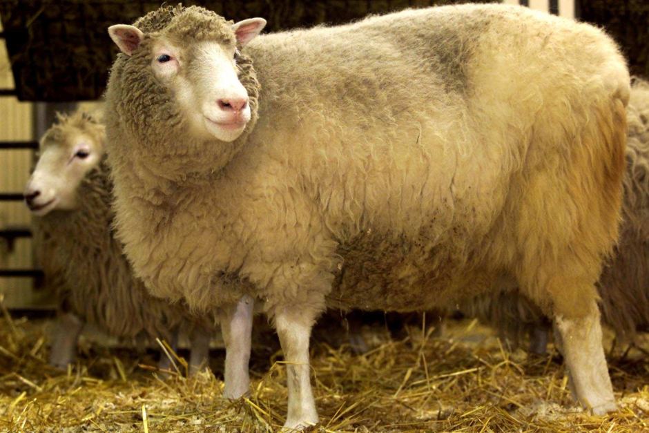 Причины эстроза овец