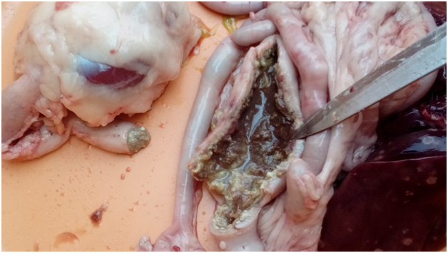 Болезнь печени у птицы и можно ли употреблять ее мясо в пищу : Болезни и лечение птиц