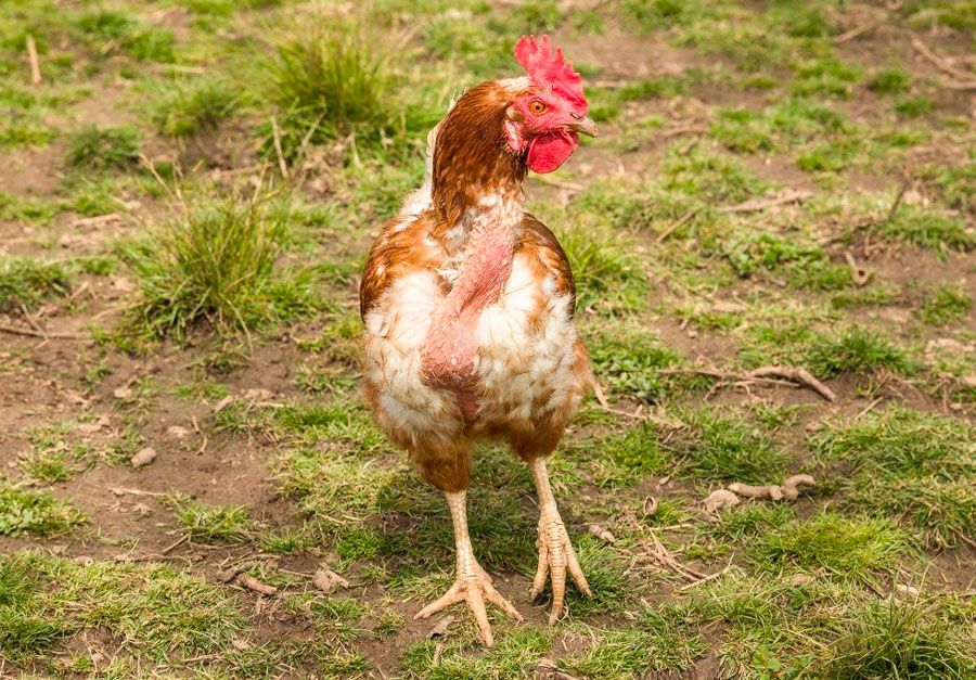 Что делать, если курица хрипит: причины и методы борьбы, чем лечить