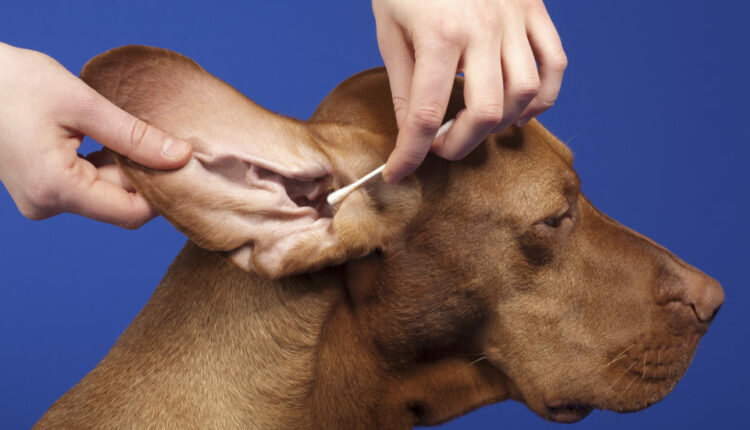 Демодекоз у собак: признаки и лечение