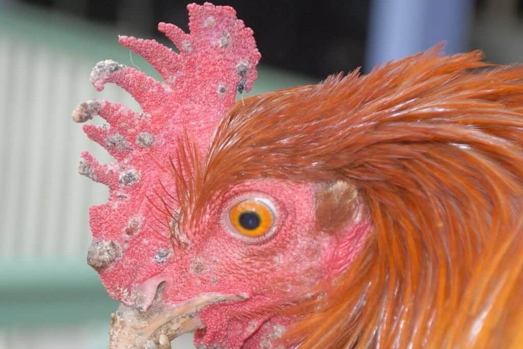 Заболевание глаз у курицы: у кур гноятся глаза