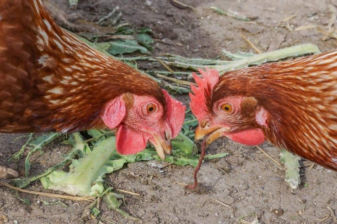 Птичья диарея – как избавить курицу от поноса