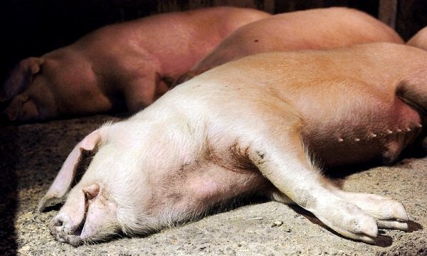 Вопросы из чатов: почему у свиньи появились пятна на коже?