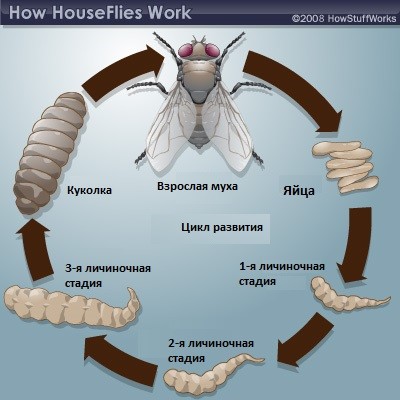 Обработка от мух в Красноярске